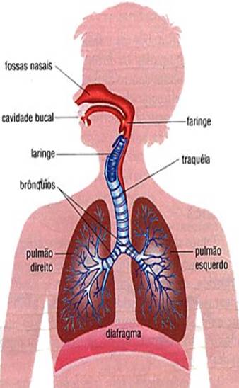 Descri��o: http://www.studiomel.com/images/respiracao2.jpg